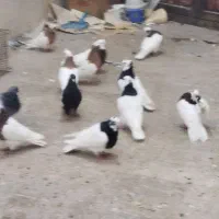 فروش کبوتر لونه ای