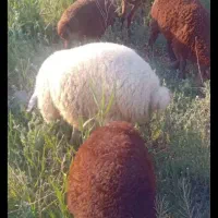 دام یک روزه ۲۴ تومن میدم رایگان (پیام بده ضرر ندار