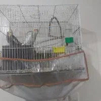 عروس‌هلندی‌همراه‌به‌شرط‌تخم