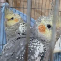 سه تا عروس هلندی جوان‌ گل باقالی