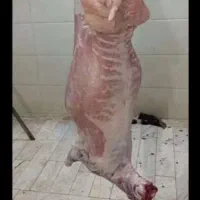 قصابی گوسفند