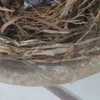 قناری خوش صدا