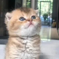بچه گربه