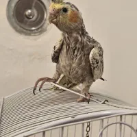 جوجه عروس هلندی رنگ خاص و زیبا