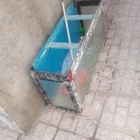 اکواریوم فروشی