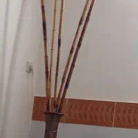 گلدانباچوببامبو وغیره