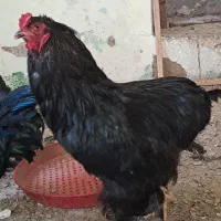 خروس برهما