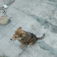 سگ ژرمن و هاسکی و گرگی عالی .‌