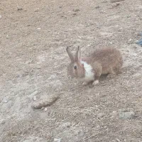 خرگوش