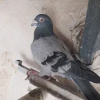 کبوتر سبز