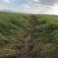 علوفه ( کلزا)