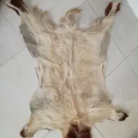پوست بز طبیعی