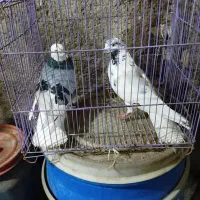 کبوتر فروشی