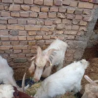 کره چپش برای عید