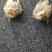 ۸۰۰۰