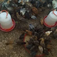 جوجه مرغ گلپایگانی