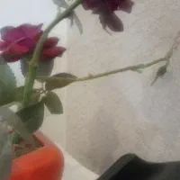 خط تلفن ثابت