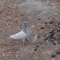 کبوتر