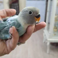 طوطی برزیلی سالم دستی