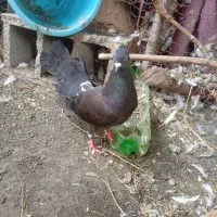 کبوتر