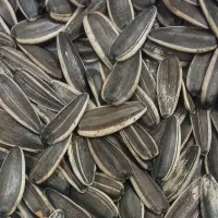 پخش عمده تخمه آفتابگردان خام