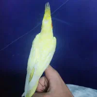 طوطی عروس هلندی