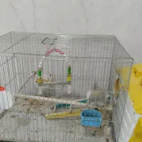 عروس هلندی رام