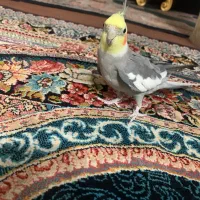 عروس هلندی بالق