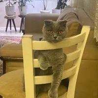 واگذاری گربه اسکاتیش مادر و اسکاتیش نر سه ماهه