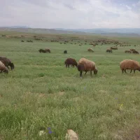 فروش میش بره