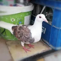 کبوتر گراف