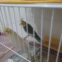 عروس هلندی