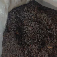 چای ممتاز بهاره چین اول سال ۱۴۰۵