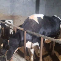 گاو گوساله