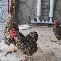تخم نطفه دار مرغ آمروک