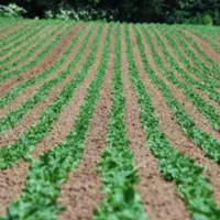 فروش اسفناج تازه