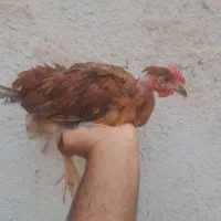 نیمچه 3و4ماهه  محلی گردن لخت و کاکلی