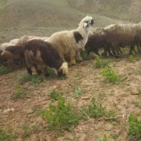 بره قوچ میش بز