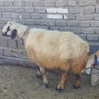 ۲ راس میش آبستن ۲راس بز پاکستانی کهره دار