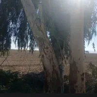 فروش چوب درختی اوکالیپتوس