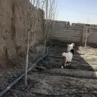 بزغاله ی چاووش سه عدد|حیوانات مزرعه|نیشابور, شهرک رضوی|دیوار