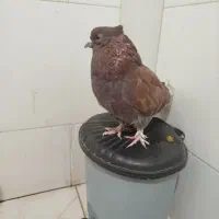 کفتر‌سرخ