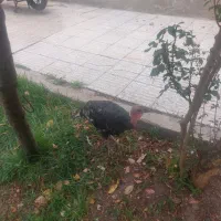 بوقلمون