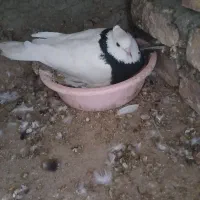 کفتر