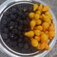 نشا گوجه ساتیان