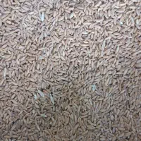گندم کفتر مرغ عروس قناری کوتوله مرغ عشق