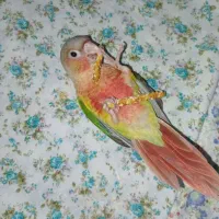 گرینچیک بی نظیر رام ودستی سخنگو