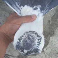 کله دم سبز قاب پدر وپسر وماده پر اصفهانی