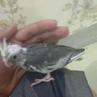 جوجه عروس هلند وایت فیس