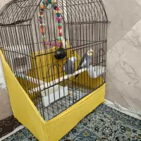 عروس هلندی  دستی با قفس و لوارم